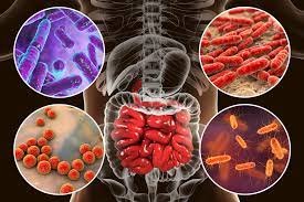 Memahami Peran Baru Microbiota Dalam Kesehatan Manusia